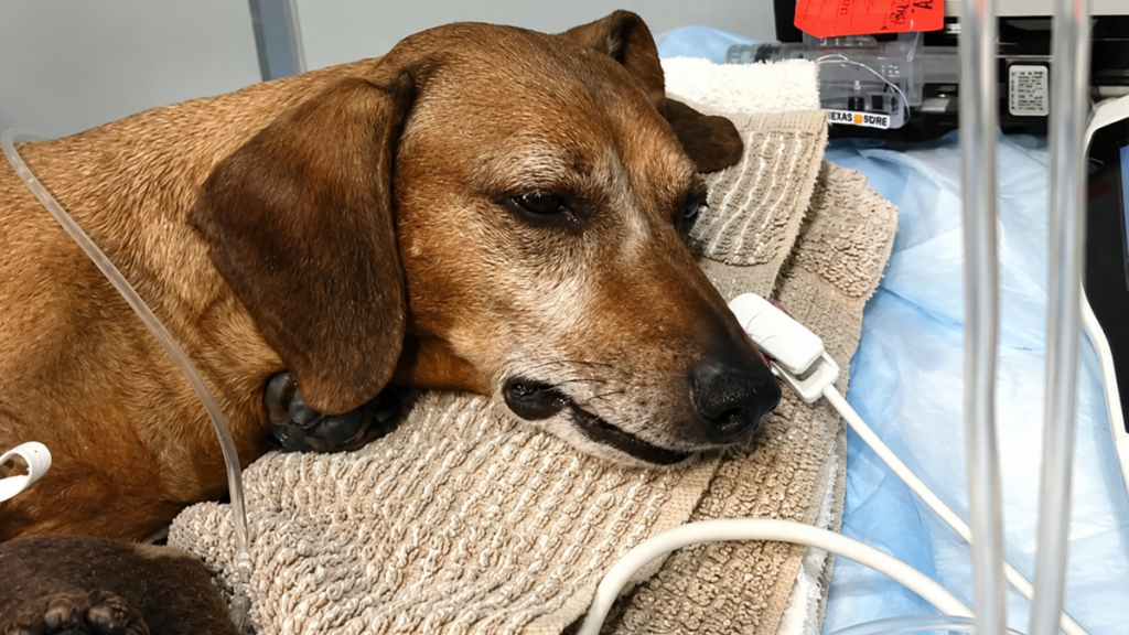 lethargic-sick-dog-food-poisoning-signs
