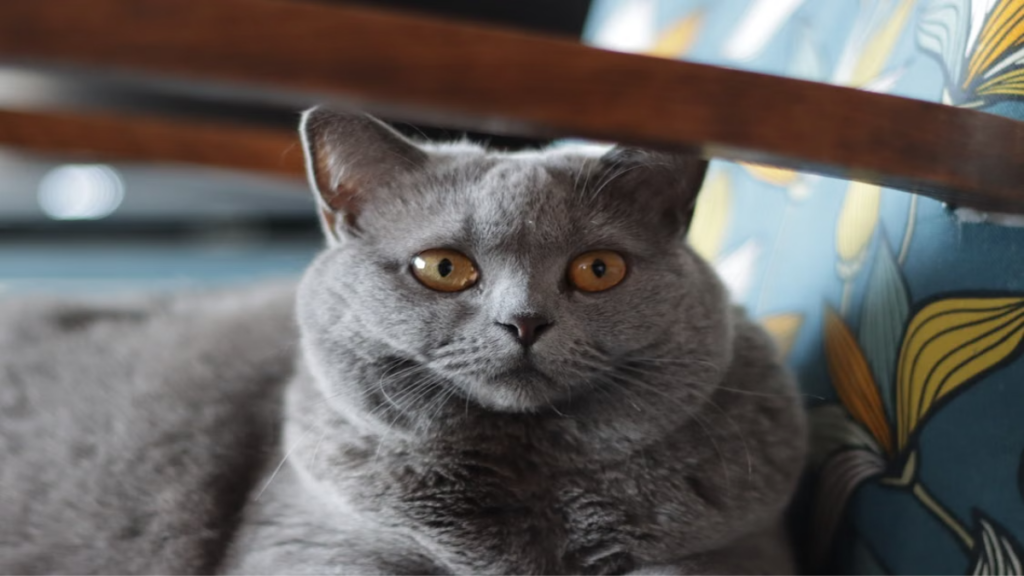Acute allergic conjunctivitis induced by severe Allergies in British Shorthair cats]