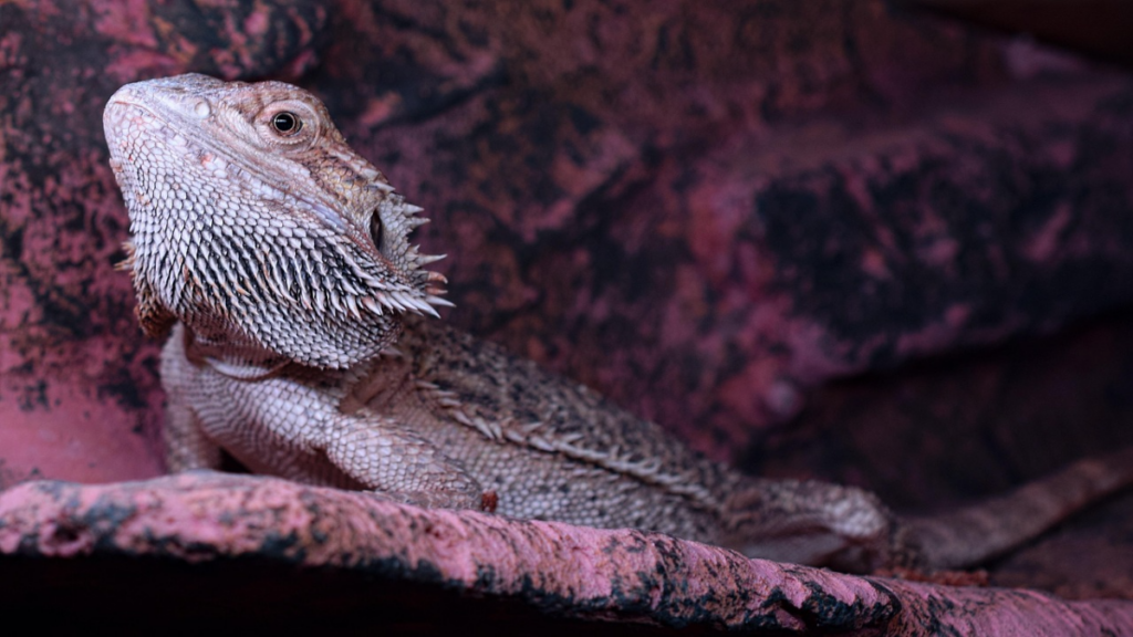 Correcting egg moisture levels under safe methods for bearded dragon breeding at home criteria