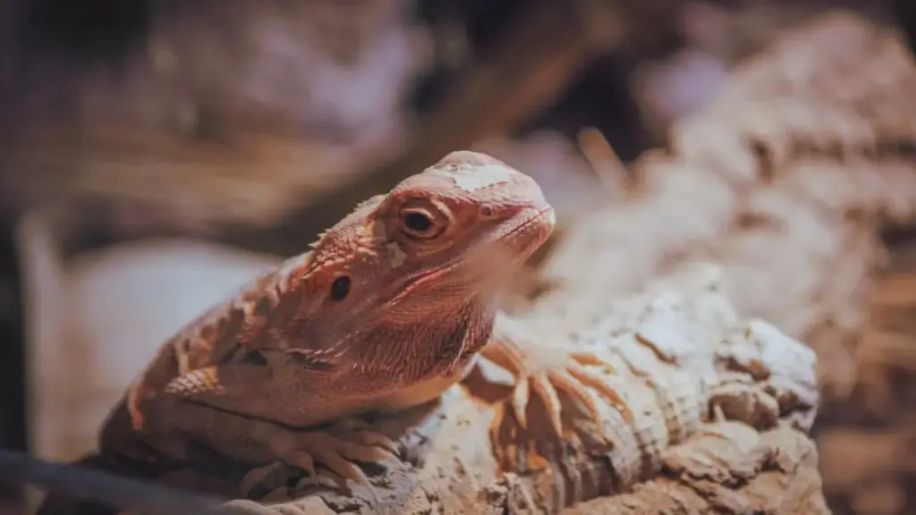 adjusting-water-ratios-to-correct-dehydrated-failed-bearded-dragon-breeding-eggs