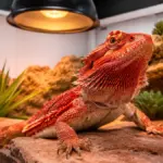 advanced desert biosecurity and environmental optimization methods in a bearded dragon tank