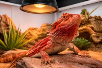 advanced desert biosecurity and environmental optimization methods in a bearded dragon tank