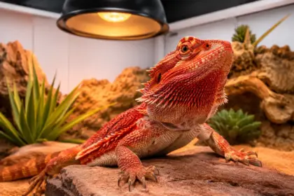 advanced desert biosecurity and environmental optimization methods in a bearded dragon tank