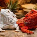 advanced genetics and lineage isolation methods in bearded dragon care for patternless white morphs