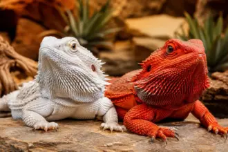 advanced genetics and lineage isolation methods in bearded dragon care for patternless white morphs