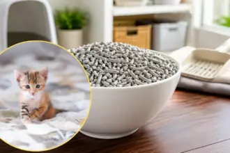 advanced high rise feline husbandry and diy waste substrate setup for the best kitty litter