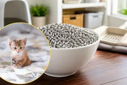 advanced high rise feline husbandry and diy waste substrate setup for the best kitty litter