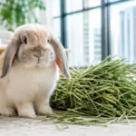 advanced high rise lagomorph husbandry and health screening station for the lop bunny