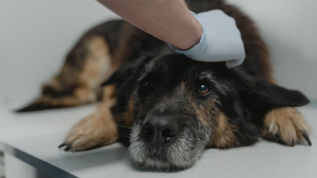 analytical-data-spreadsheet-tablet-screen-abnormal-dog-body-behavior
