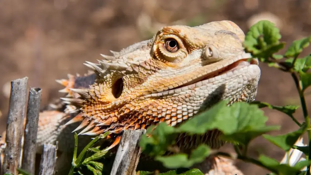 analyzing-batch-compliance-metrics-of-failed-bearded-dragon-breeding-eggs