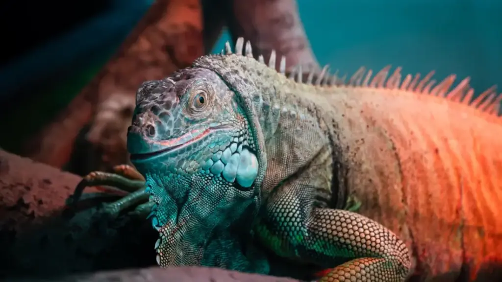 animal-control-officer-handling-emergency-caused-by-toxic-bearded-dragon-food-poisoning