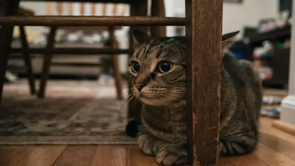 anxious-domestic-cat-with-flat-ears-hiding-behind-wooden-furniture-legs
