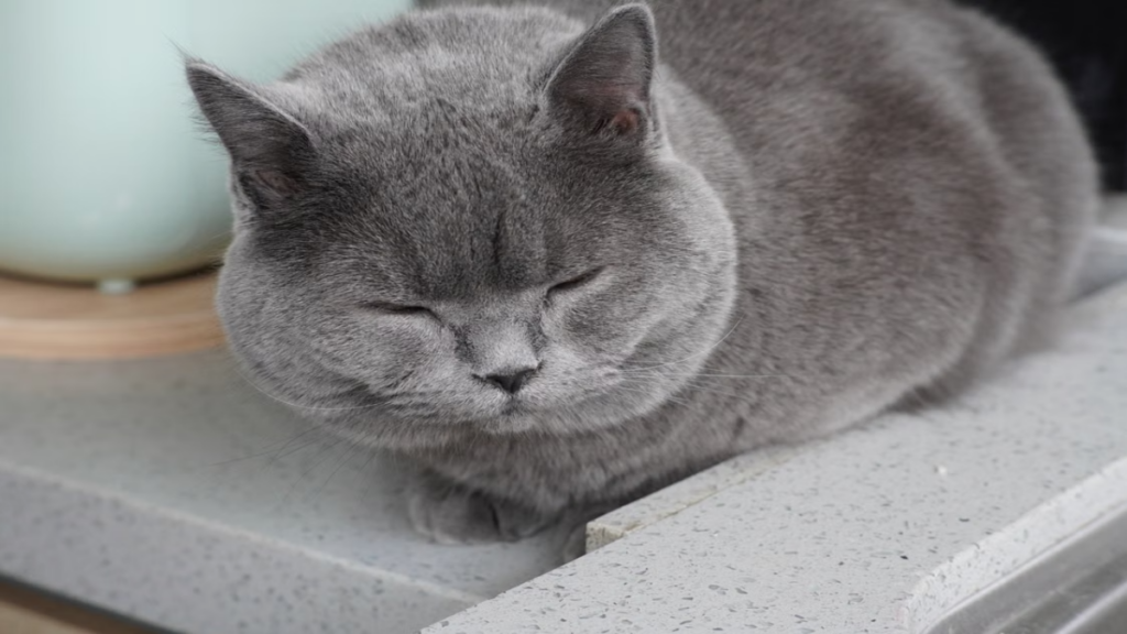 Severe atopic dermatitis flare ups caused by tactile Allergies in British Shorthair cats.
