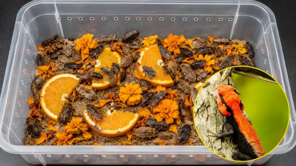 bearded-dragon-diet-gut-loading-live-dubia-roaches-to-enhance-your-red-bearded-dragon-color