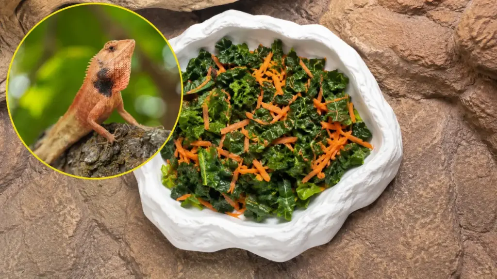 bearded-dragon-diet-mustard-greens-salad-mix-to-enhance-your-red-bearded-dragon-color