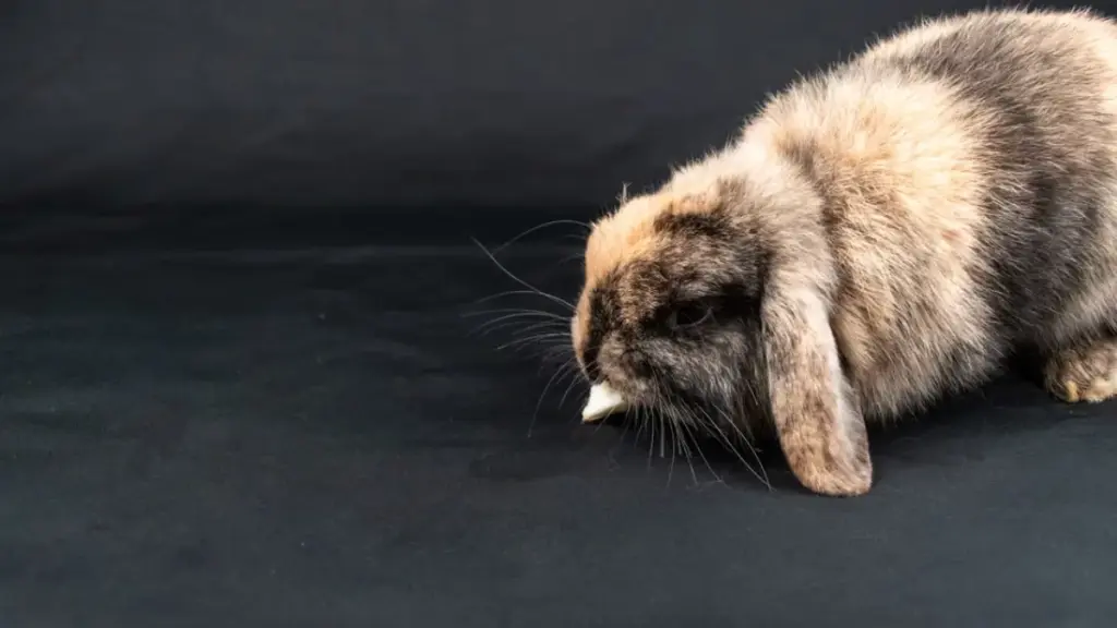 beautiful-dwarf-american-fuzzy-lop-rabbit-resting-peacefully-on-a-plush-rug