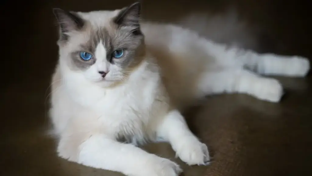 beautiful-ragdoll-cat-completely-relaxed-and-limp-in-owners-arms-indoors