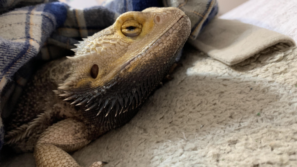 Prolonged blackbearding indicating Post-vaccination complications in bearded dragons
