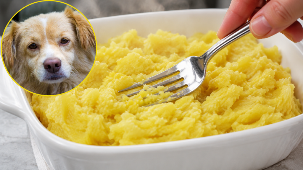 mashing-boiled-yellow-sweet-potato-fork-bland-diet-for-dogs-with-diarrhea