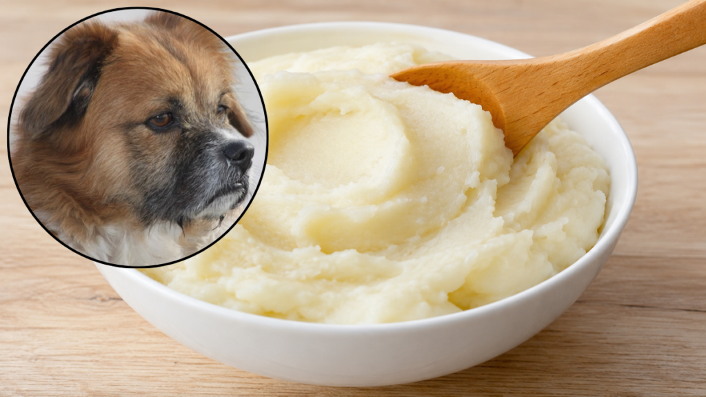 plain-fluffy-mashed-white-potatoes-bowl-bland-diet-for-dogs-with-diarrhea