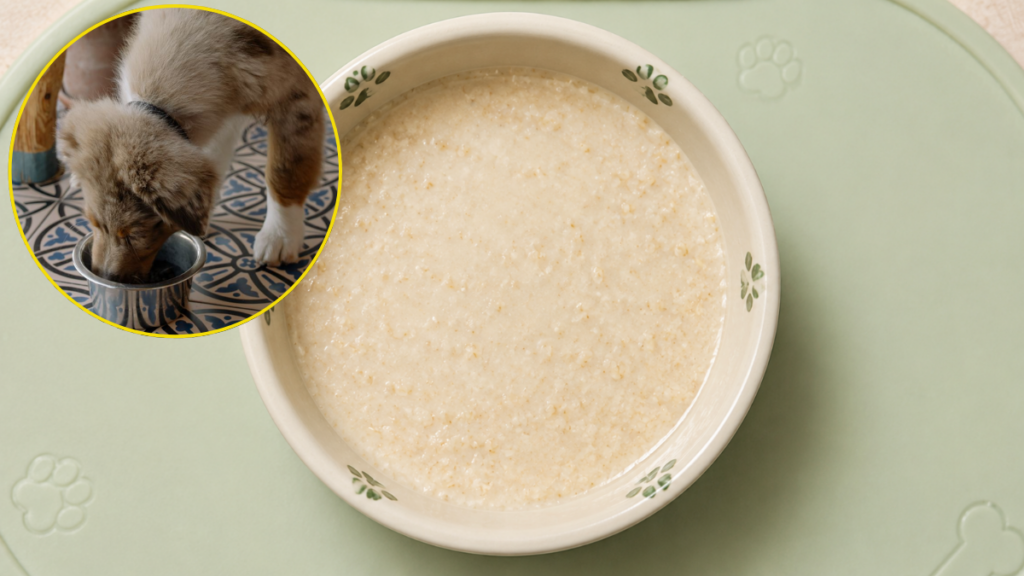 warm-oatmeal-gruel-fluid-pet-dish-bland-diet-for-dogs-with-diarrhea
