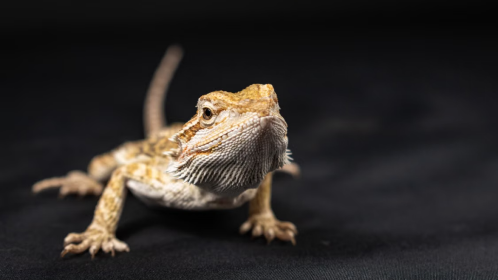 Blood chemistry panel identifying risks for Post-vaccination complications in bearded dragons
