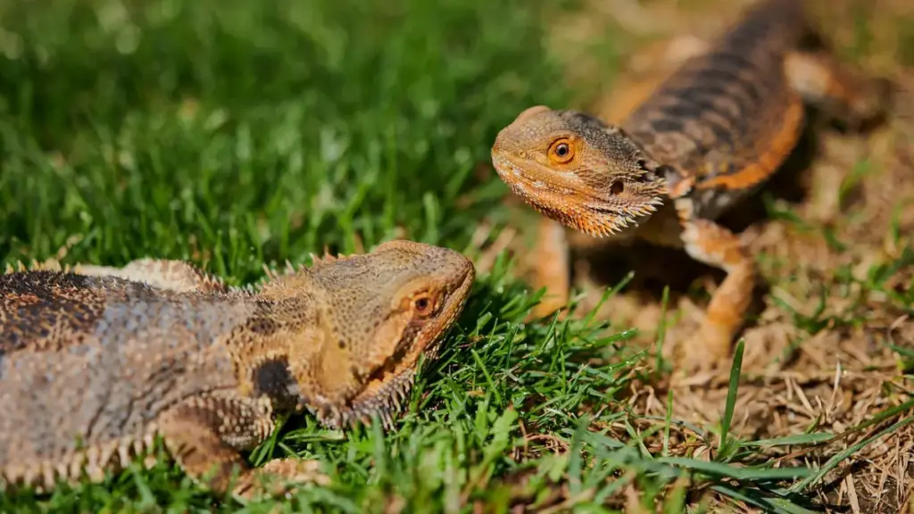 broken-thermometer-and-compromised-setup-causing-failed-bearded-dragon-breeding-eggs
