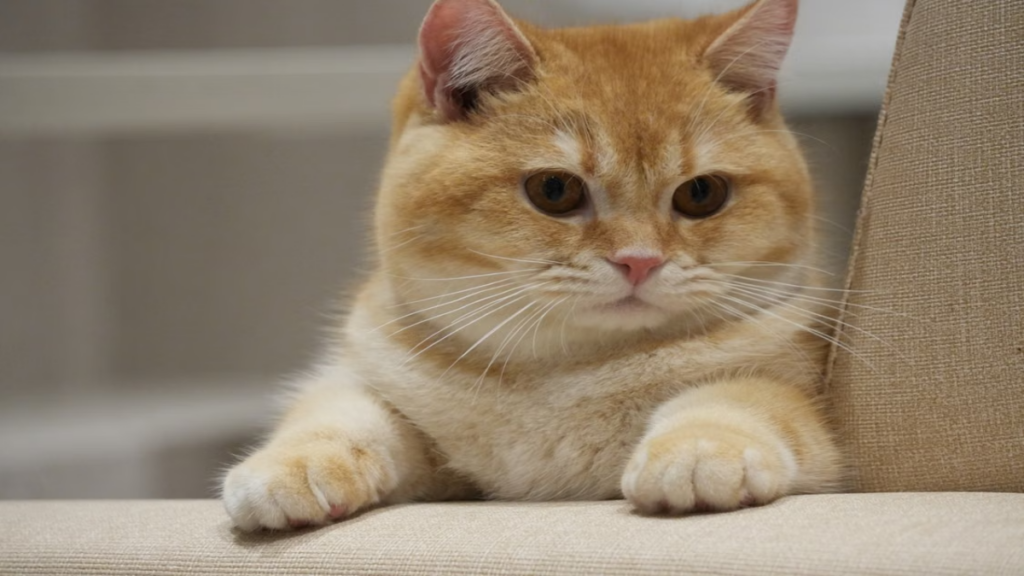 Dangerous bronchospasm syndrome linked to late complications of Allergies in British Shorthair cats