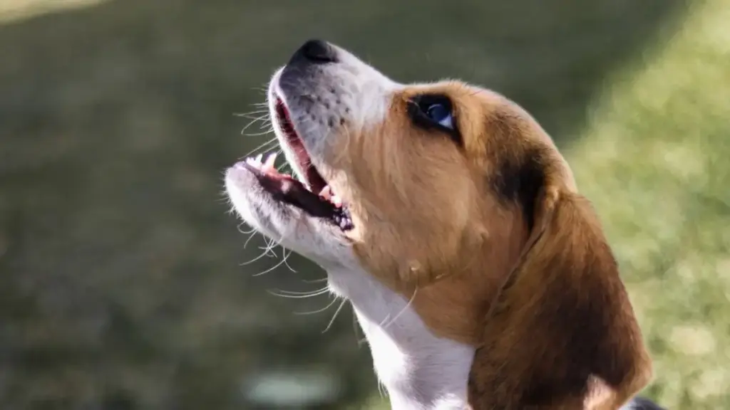 brown-and-white-beagle-hound-baying-loudly-inside-a-high-rise-apartment