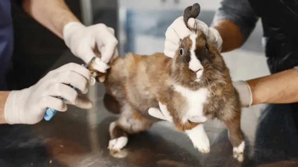 bunny-rabbit-diet-respiratory-monitoring-waveforms-during-acute-toxic-organ-shocks