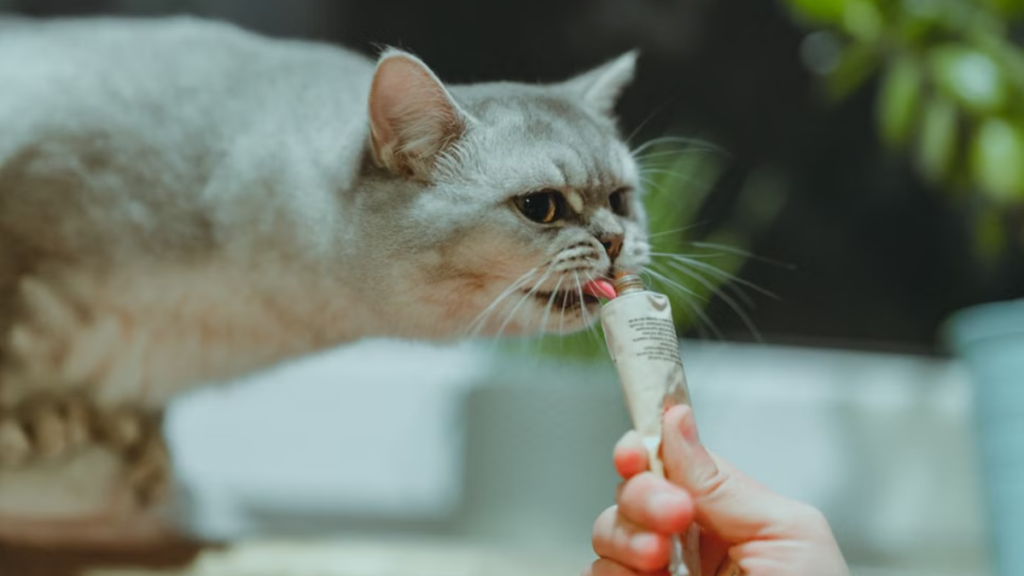 Calcium rich egg meal used for how to care for a cat after giving birth to boost milk production protocols