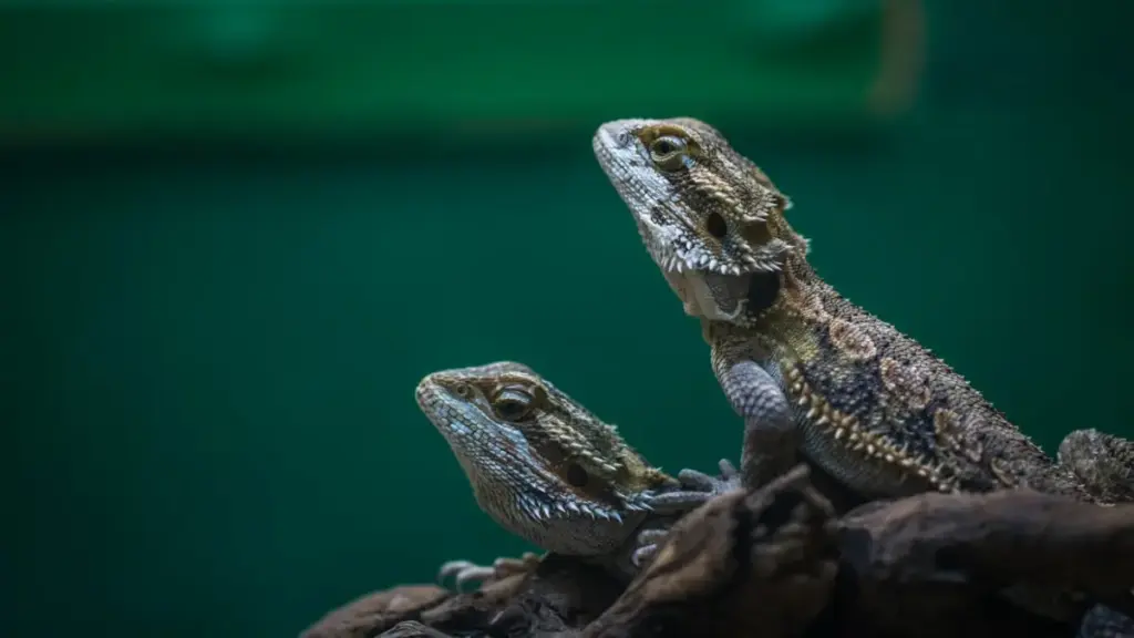 candling-examination-revealing-early-signs-of-failed-bearded-dragon-breeding-eggs