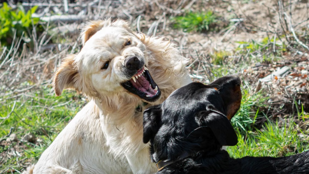 veterinary-blood-analyzer-isolating-pain-in-dog-food-aggression-training