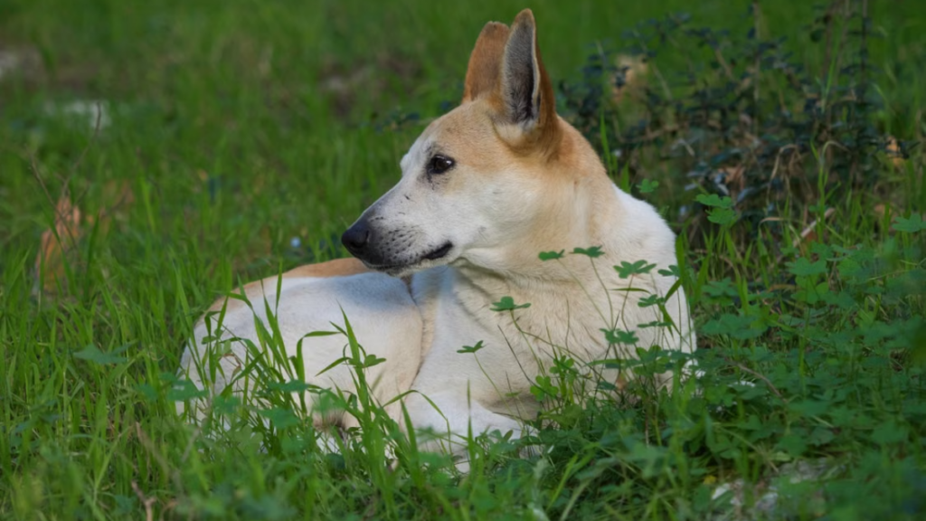 Renal health screening after completing the emergency clinical protocol when training a dog with treats causing toxicity routine