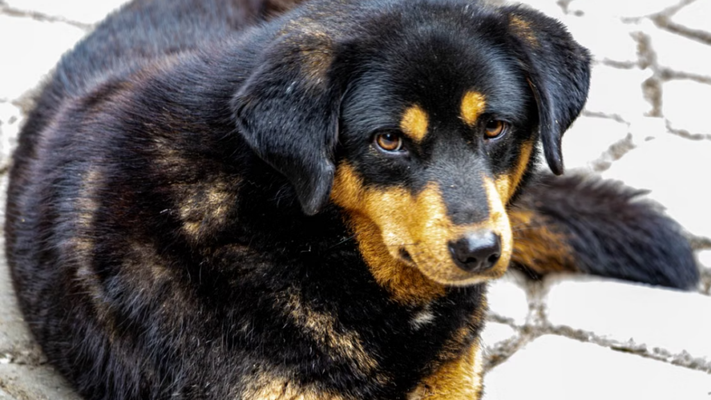 Blood health screening after implementing a strict dangerous toxic ingredients to avoid in a homemade dog treats recipe workflow
