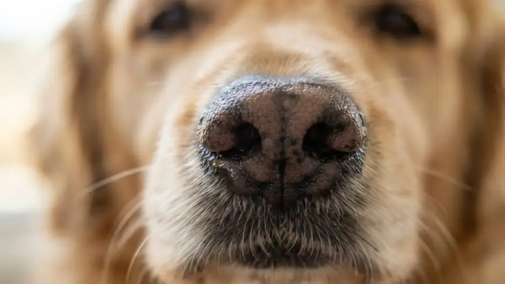 canine-health-care-dog-nose-texture-macro