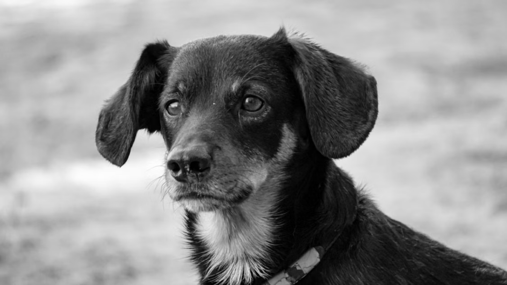 Urinalysis testing steps included in the dangerous toxic ingredients to avoid in a homemade dog treats recipe manual