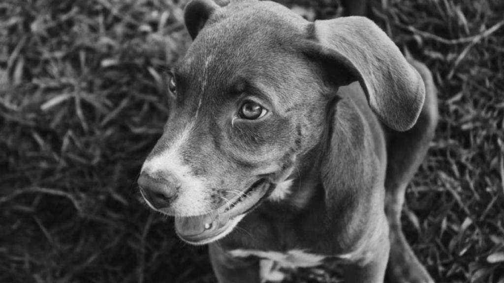 Microscopic tissue analysis representing a misplaced session of formulating low fat dog food for pancreatitis