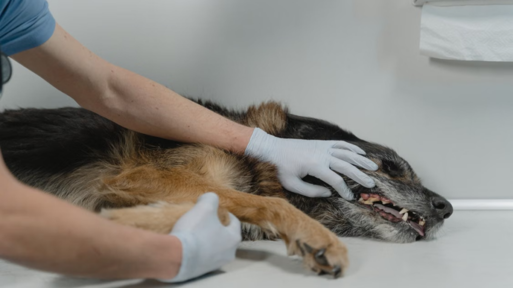 Microscopic analysis of renal degradation from a misplaced session of training a dog with treats