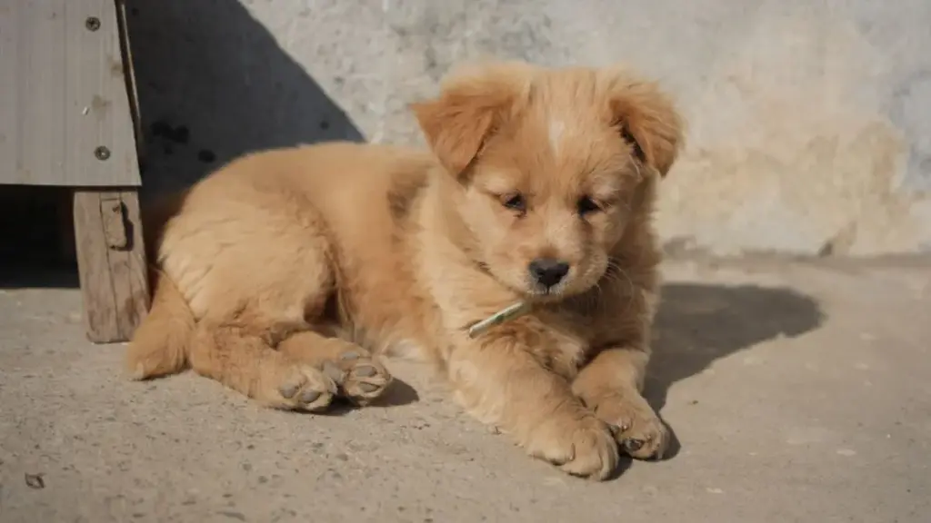 carrying-a-young-puppy-to-the-bathroom-to-avoid-potty-training-puppy-accidents