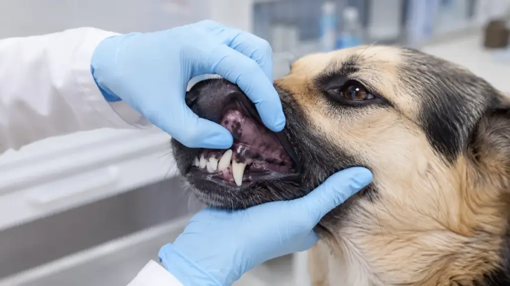 checking-cyanotic-mucosa-rabies-injection-for-dog