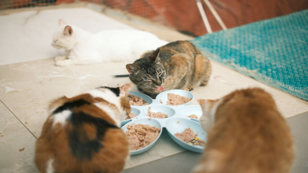 Nutritious chicken breast soup formulated under how to care for a cat after giving birth to boost milk production standards