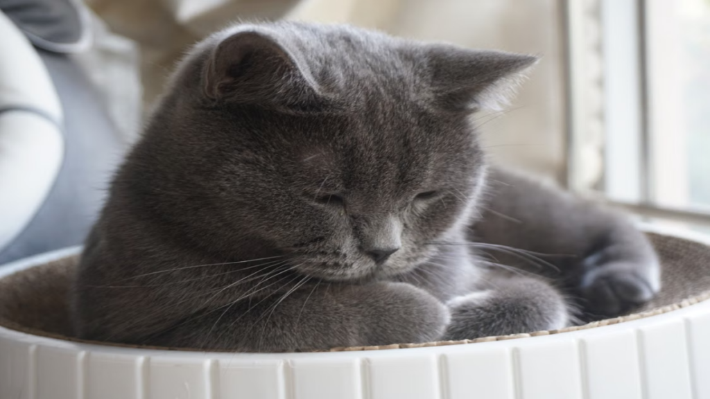 Chronic asthma conditions severely aggravated by Allergies in British Shorthair cats]