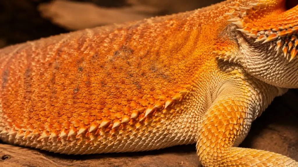 clean-dry-scale-textures-free-from-fungal-infections-in-a-correct-bearded-dragon-cage-setup