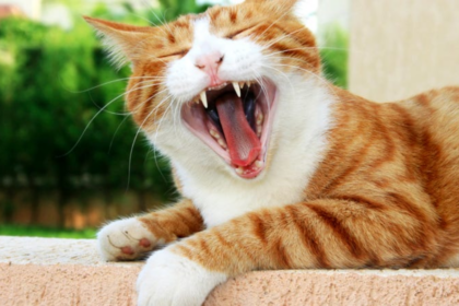 clinical manifestations of allergies in british shorthair cats