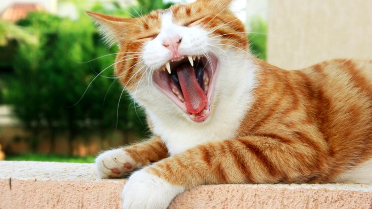clinical manifestations of allergies in british shorthair cats