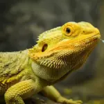 clinical signs of post vaccination complications in bearded dragons