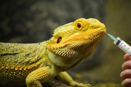 clinical signs of post vaccination complications in bearded dragons