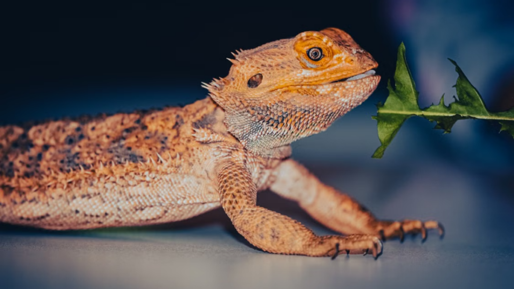 Cloacal rubbing revealing hidden Post-vaccination complications in bearded dragons