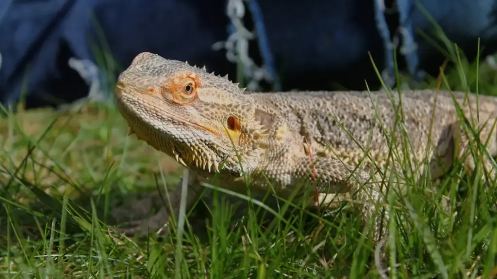 close-up-of-animal-control-officer-handling-emergency-caused-by-dangerous-bearded-dragon-diet
